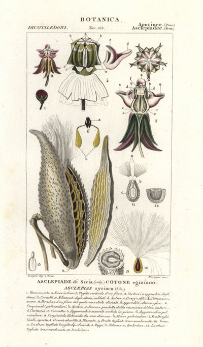 Milkweed, Asclepias syriaca autorstwa Stanghi Stanghi