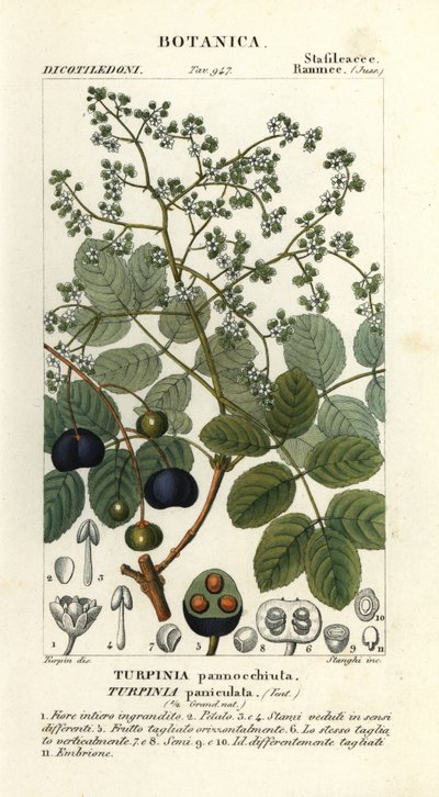 Baranina, Turpinia occidentalis autorstwa Stanghi Stanghi