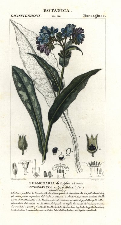 Miodnik wąskolistny, Pulmonaria angustifolia autorstwa Stanghi Stanghi