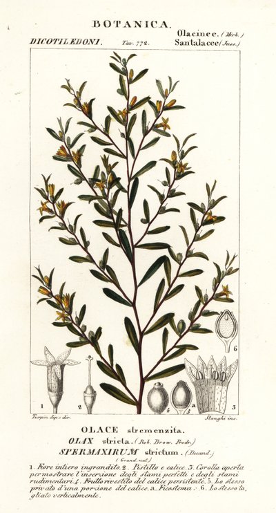 Olax ścisły autorstwa Stanghi Stanghi