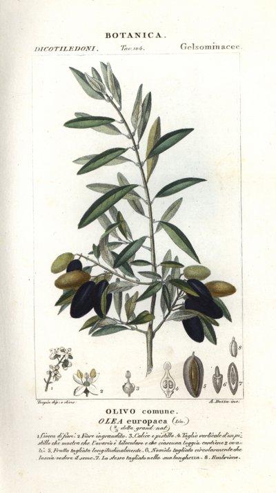 Olive tree, Olea europaea autorstwa Stanghi Stanghi