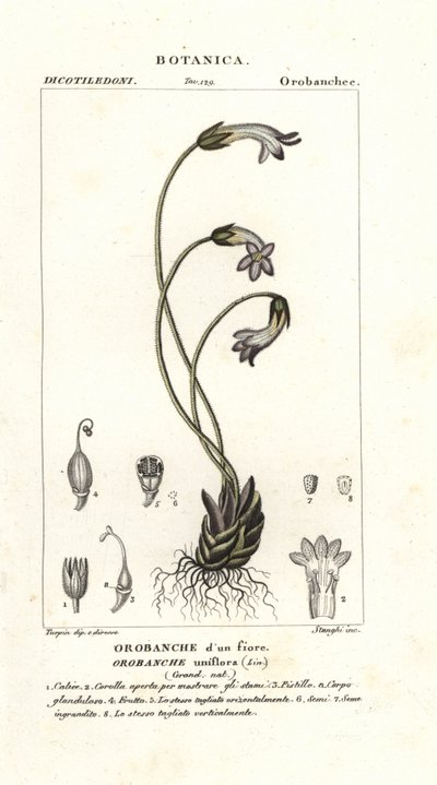 Jednokwiatowa broomrape, Orobanche uniflora autorstwa Stanghi Stanghi