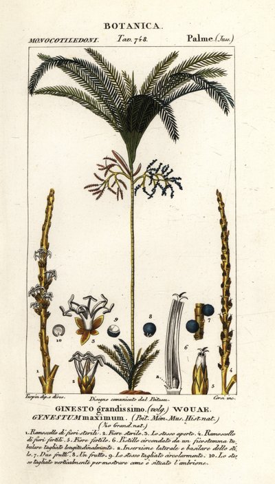 Palma, Geonoma maxima autorstwa Stanghi Stanghi