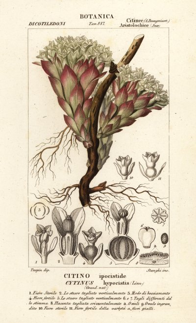 Roślina pasożytnicza, Cytinus hypocistis autorstwa Stanghi Stanghi