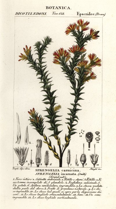 Różowe wrzosowisko bagienne, Sprengelia incarnata autorstwa Stanghi Stanghi