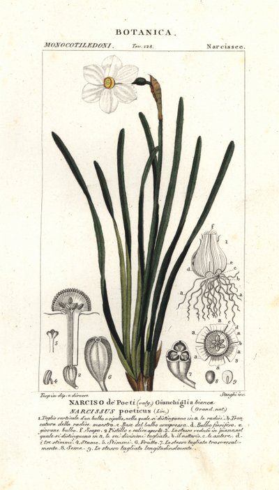 Żonkil poety, Narcissus poeticus autorstwa Stanghi Stanghi