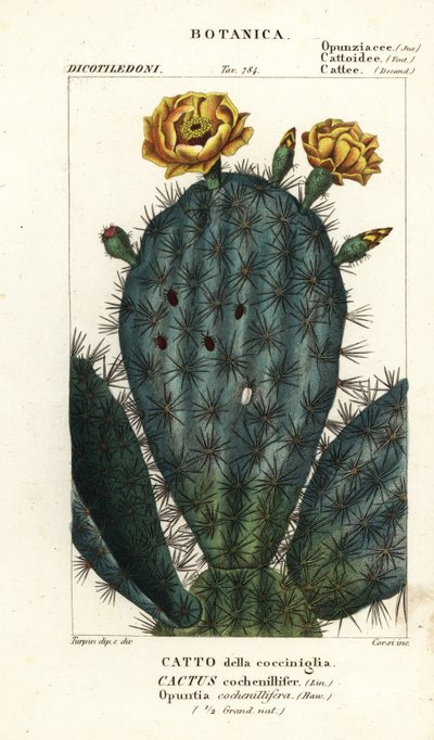 Opuncja, Nopalea cochenillifera autorstwa Stanghi Stanghi