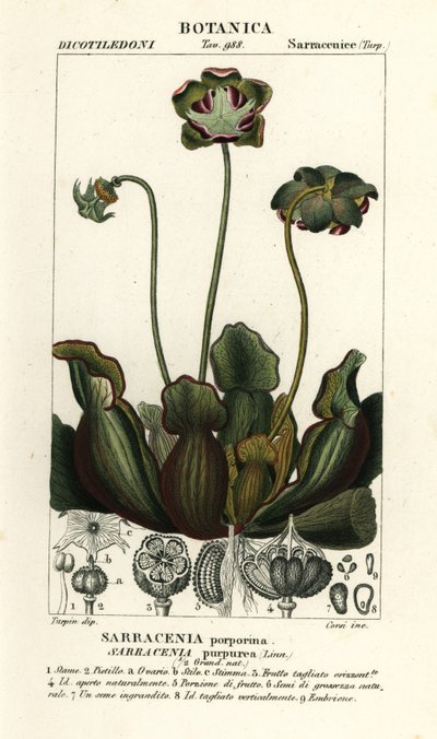 Purpurowa roślina dzban, Sarracenia purpurea autorstwa Stanghi Stanghi