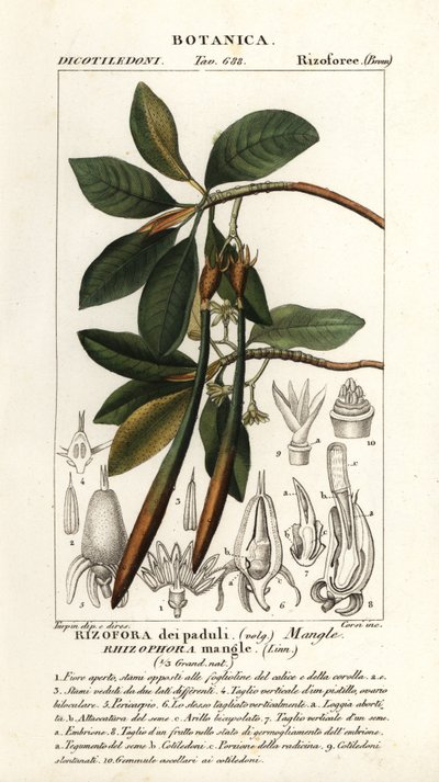 Czerwony namorzyn, magiel Rhizophora autorstwa Stanghi Stanghi
