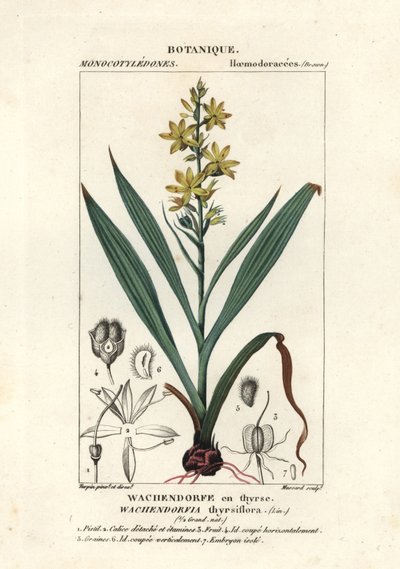 Czerwony korzeń, Wachendorfia thyrsiflora autorstwa Stanghi Stanghi