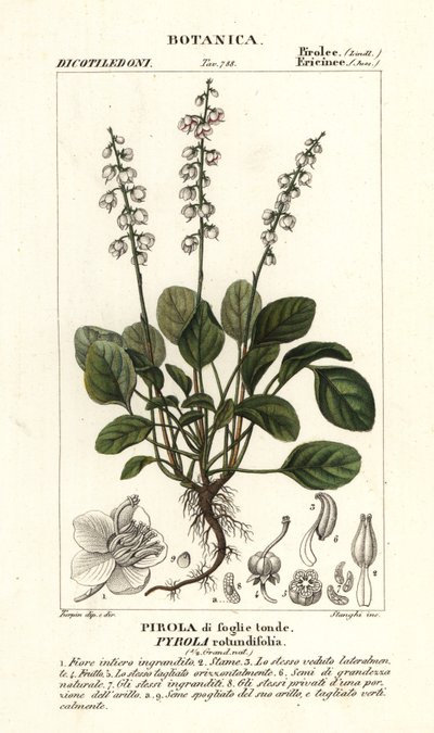 Zimozielony okrągłolistny, Pyrola rotundifolia autorstwa Stanghi Stanghi