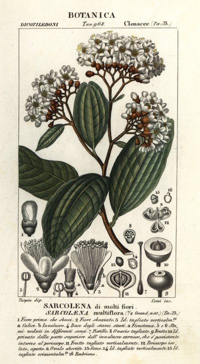 Sarcolaena multiflora autorstwa Stanghi Stanghi