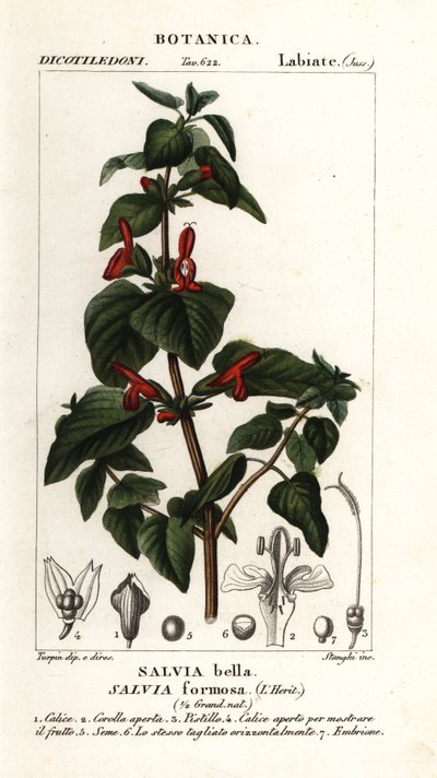 Szałwia o lśniących liściach, Salvia formosa autorstwa Stanghi Stanghi