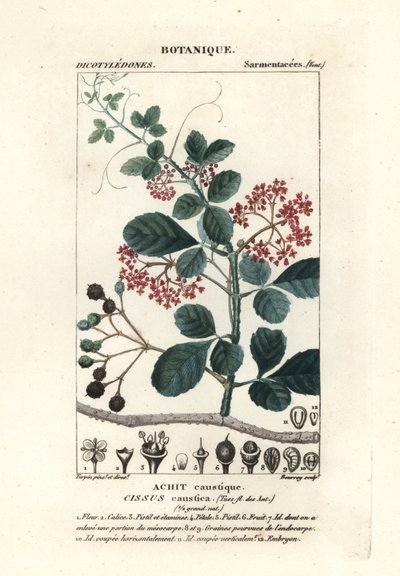 Kozioł łyżkowy , Cissus obovata autorstwa Stanghi Stanghi