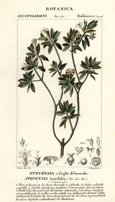 Stevensia buxifolia autorstwa Stanghi Stanghi