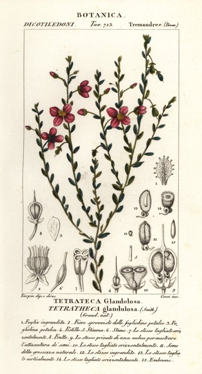Tetratheca glandulosa autorstwa Stanghi Stanghi