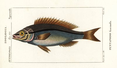 Leszcz wątrobiany , Pentapodus fasciuola autorstwa Stanghi Stanghi