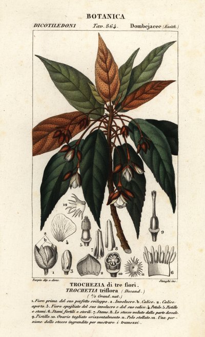 Trochetia triflora autorstwa Stanghi Stanghi