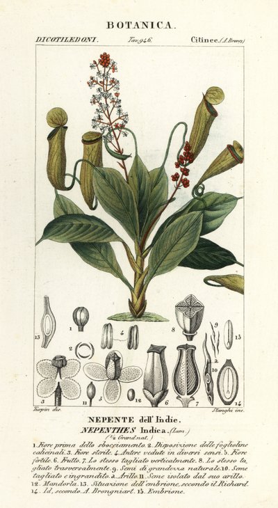 Tropikalna roślina dzbanowa, destylator Nepenthes autorstwa Stanghi Stanghi