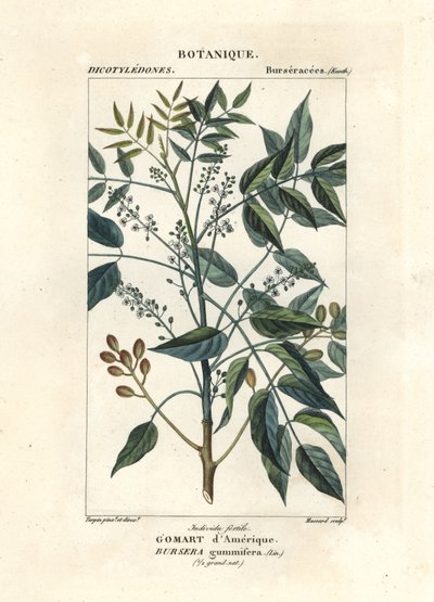 Terpentyna, Bursera simaruba autorstwa Stanghi Stanghi
