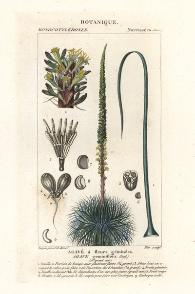 Agawa o bliźniaczych kwiatach, Agawa geminiflora autorstwa Stanghi Stanghi