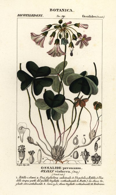 Fioletowy szczaw zajęczy, szczawik violacea autorstwa Stanghi Stanghi