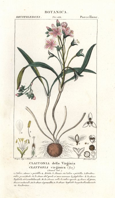 Virginia springbeauty, Claytonia virginica autorstwa Stanghi Stanghi