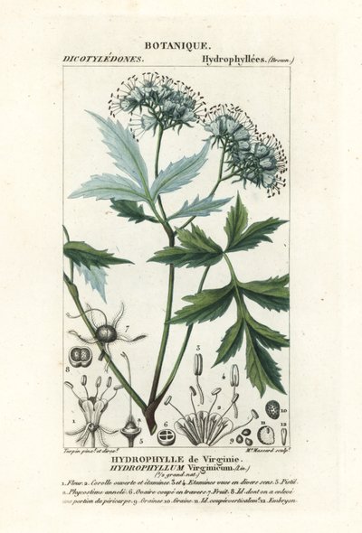 Liść wodny Virginia , Hydrophyllum virginianum autorstwa Stanghi Stanghi