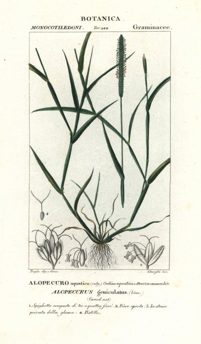 Wyczyniec wodny , Alopecurus geniculatus autorstwa Stanghi Stanghi