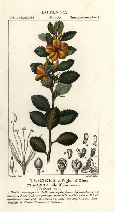 Olcha żółta , Turnera ulmifolia autorstwa Stanghi Stanghi