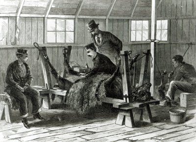 Odbieranie wirusa od cielęcia, ilustracja z "Harper