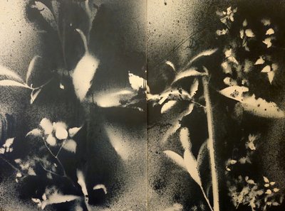 Eteryczne formy botaniczne autorstwa Stefano Mazzolini