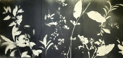 Eteryczne sylwetki botaniczne autorstwa Stefano Mazzolini