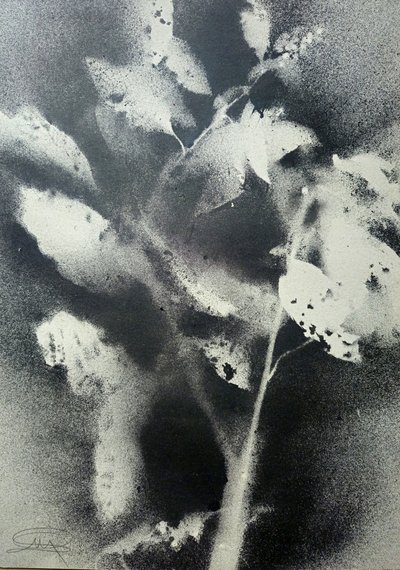 Monochromatyczne studium botaniczne autorstwa Stefano Mazzolini