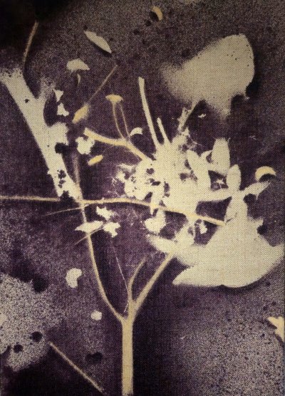 Fioletowa botaniczna sylwetka autorstwa Stefano Mazzolini