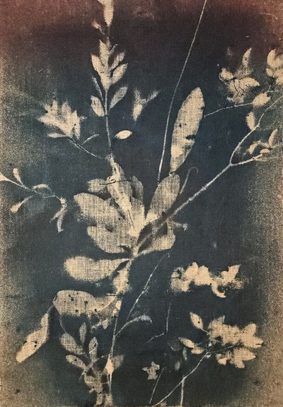 Niebieskie motywy botaniczne vintage autorstwa Stefano Mazzolini