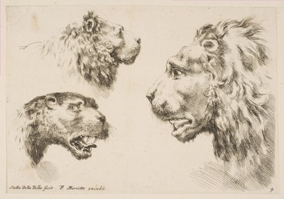 Głowy Trzech Lwów, ca. 1641. autorstwa Stefano della Bella