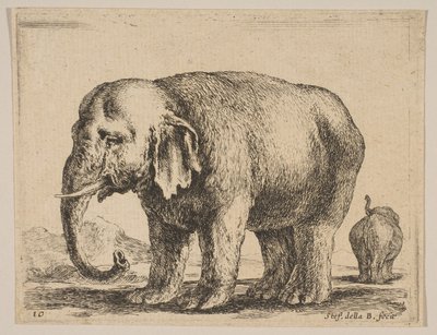 Płyta 10: słoń, z różnych zwierząt Diversi animali, ca. 1641. autorstwa Stefano della Bella