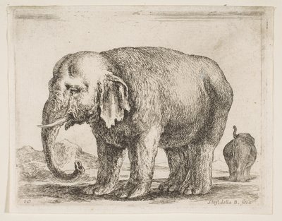 Płyta 10: słoń, z różnych zwierząt Diversi animali, ca. 1641. autorstwa Stefano della Bella