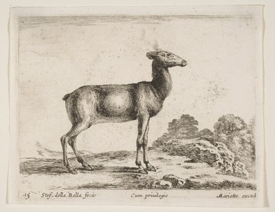 Płyta 15: łania, z różnych zwierząt Diversi animali, ca. 1641. autorstwa Stefano della Bella