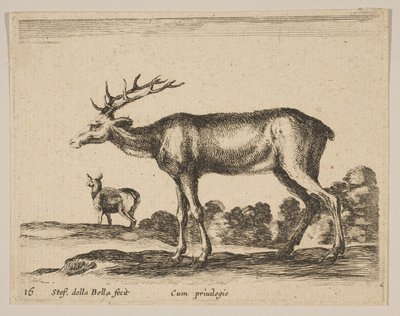 Płyta 16: jeleń, z różnych zwierząt Diversi animali, ca. 1641. autorstwa Stefano della Bella