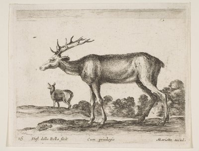 Płyta 16: jeleń, z różnych zwierząt Diversi animali, ca. 1641. autorstwa Stefano della Bella