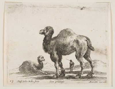 Płyta 17: wielbłądy, z różnych zwierząt Diversi animali, ca. 1641. autorstwa Stefano della Bella