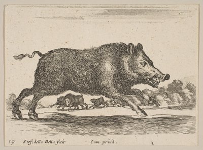 Płyta 19: dzik, z różnych zwierząt Diversi animali, ca. 1641. autorstwa Stefano della Bella