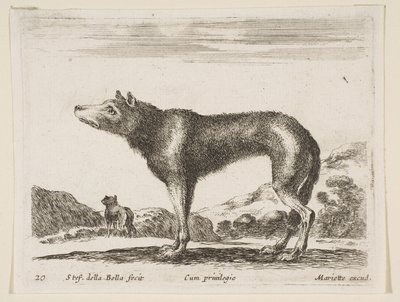 Płyta 20: wilk, z różnych zwierząt Diversi animali, ca. 1641. autorstwa Stefano della Bella