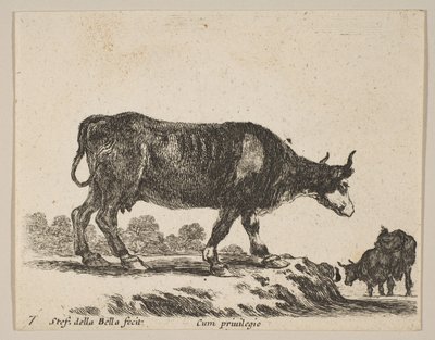 Płyta 7: krowa, z różnych zwierząt Diversi animali, ca. 1641. autorstwa Stefano della Bella
