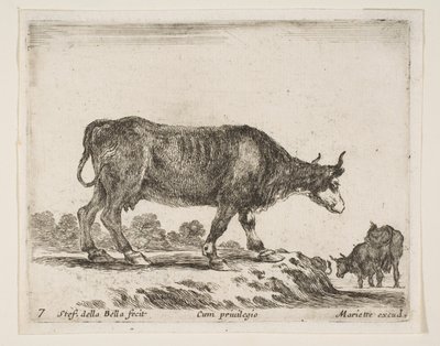 Płyta 7: wół, z różnych zwierząt Diversi animali, ca. 1641. autorstwa Stefano della Bella
