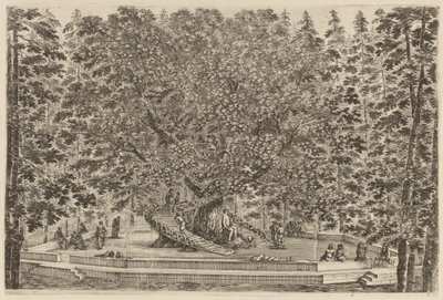 Zamieszkałe drzewo, prawdopodobnie 1653. autorstwa Stefano della Bella