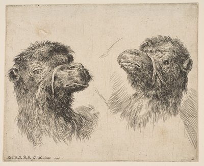 Dwie głowy wielbłąda, ca. 1641. autorstwa Stefano della Bella