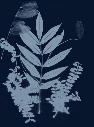 Cyan Foliage 01, 2017 (digital) autorstwa Stephen Dow